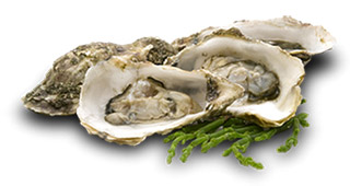 oesters